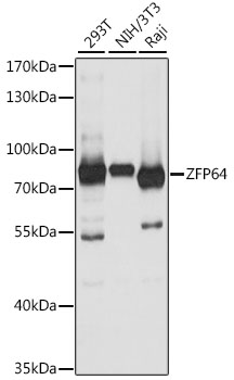 ZFP64 Polyclonal Antibody (E-AB-91320)