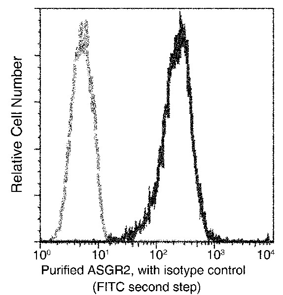 Recombinant ASGR2/ASGPR2 Monoclonal Antibody (AN300272P)