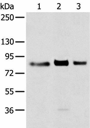 TBX3 Polyclonal Antibody (E-AB-53431)
