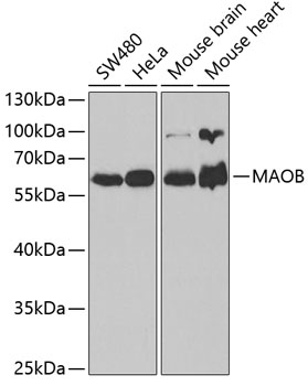 MAOB Polyclonal Antibody (E-AB-60345)