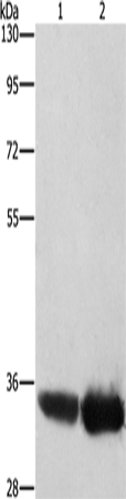 AIMP1 Polyclonal Antibody (E-AB-13210)