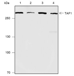 Recombinant TAF1 Monoclonal Antibody (AN301862L)