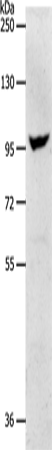 NFATC2 Polyclonal Antibody (E-AB-12800)