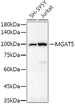 GNT-V/MGAT5 Polyclonal Antibody (E-AB-90210)