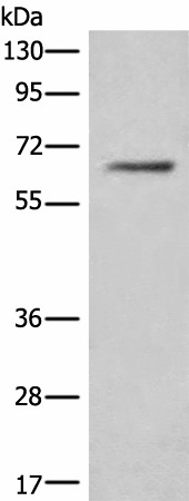 CEP57 Polyclonal Antibody (E-AB-52539)