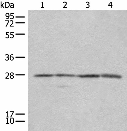 COMT Polyclonal Antibody (E-AB-18664)