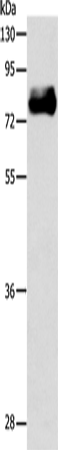 ABLIM1 Polyclonal Antibody (E-AB-14467)