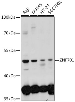 ZNF701 Polyclonal Antibody (E-AB-91438)