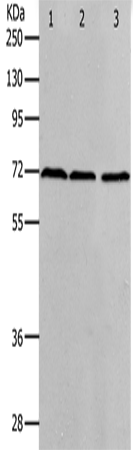 PRMT5 Polyclonal Antibody (E-AB-12625)