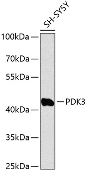 PDK3 Polyclonal Antibody (E-AB-64198)