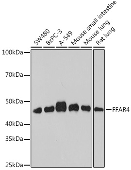 FFAR4 Polyclonal Antibody (E-AB-92023)