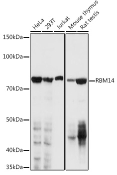 RBM14 Polyclonal Antibody (E-AB-92593)