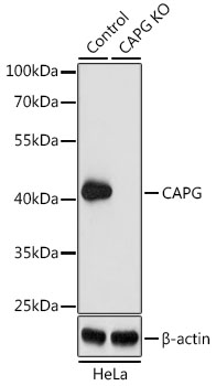 (KO Validated) CAPG Polyclonal Antibody (E-AB-61646)