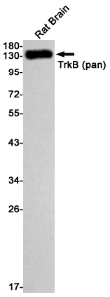 Recombinant Trk B Monoclonal Antibody (E-AB-81617)