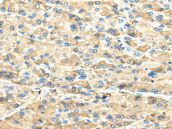 INHBB Polyclonal Antibody (E-AB-17342)