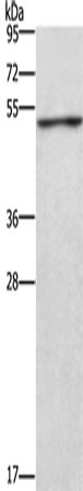 CKMT2 Polyclonal Antibody (E-AB-14878)