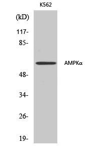 AMPK alpha1/2 Polyclonal Antibody (E-AB-30491)