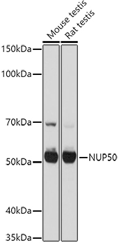 NUP50 Polyclonal Antibody (E-AB-92964)