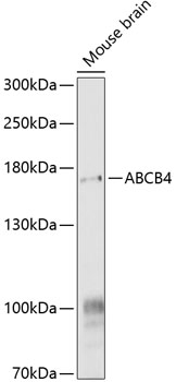 ABCB4 Polyclonal Antibody (E-AB-92994)