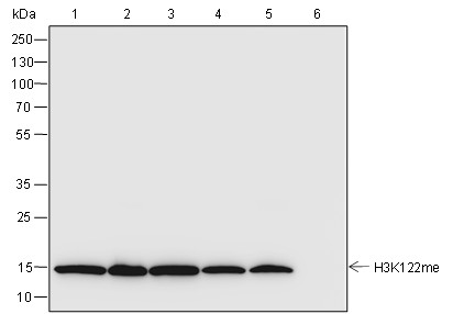 Recombinant Histone H3 (Mono Methyl Lys122) Monoclonal Antibody (AN302115L)