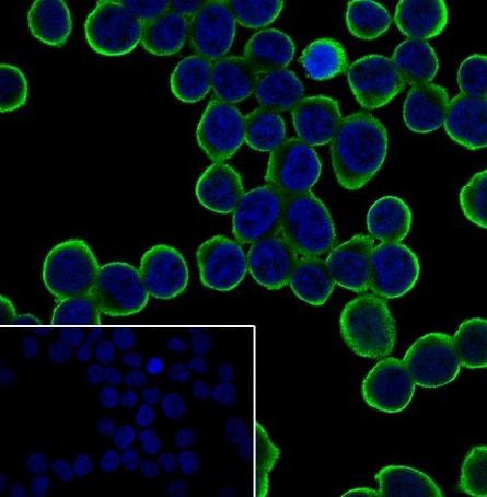 Recombinant IL-7R/CD127 Monoclonal Antibody (AN301750L)