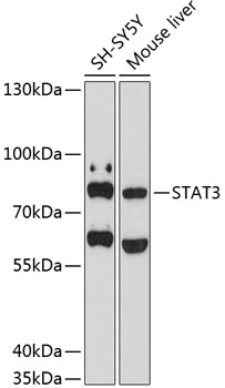 STAT3 Polyclonal Antibody (E-AB-68272)