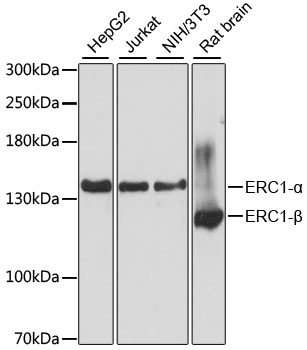 ERC1 Polyclonal Antibody (E-AB-65630)