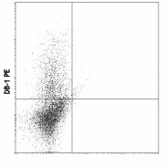 PE anti-rat IFN-γ Antibody (507806)