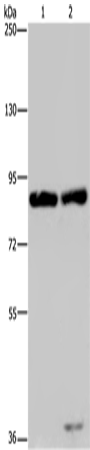 MRE11 Polyclonal Antibody (E-AB-11403)