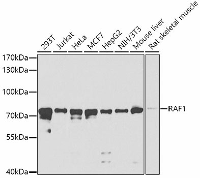 RAF1 Polyclonal Antibody (E-AB-60020)