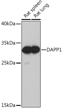 DAPP1 Polyclonal Antibody (E-AB-90654)