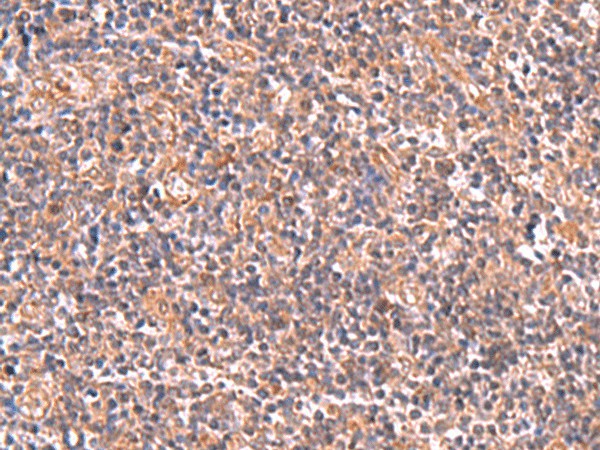 UBAC1 Polyclonal Antibody (E-AB-19023)