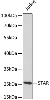 STAR Polyclonal Antibody (E-AB-60150)