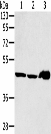 SEC14L2 Polyclonal Antibody (E-AB-16796)