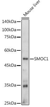 SMOC1 Polyclonal Antibody (E-AB-92260)