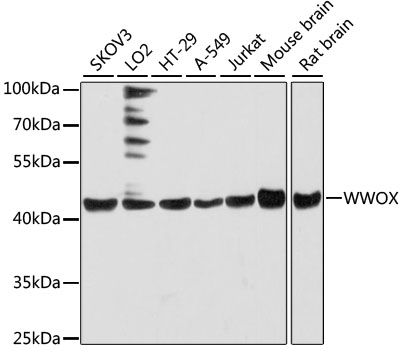 WWOX Polyclonal Antibody (E-AB-65948)