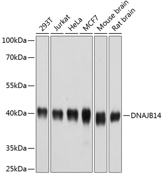 DNAJB14 Polyclonal Antibody (E-AB-63811)