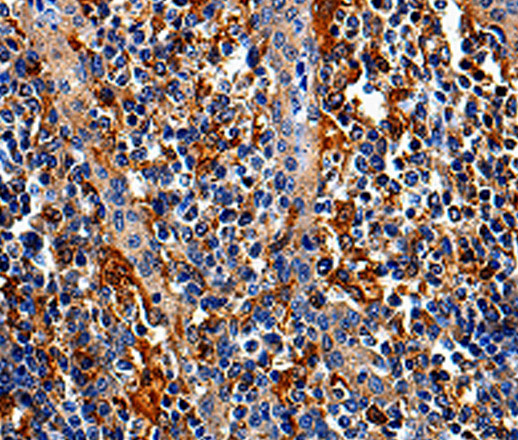 COX16 Polyclonal Antibody (E-AB-10071)