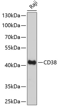 CD38 Polyclonal Antibody (E-AB-64749)