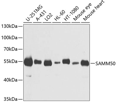 SAMM50 Polyclonal Antibody (E-AB-62403)