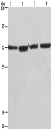 KLF11 Polyclonal Antibody (E-AB-14176)