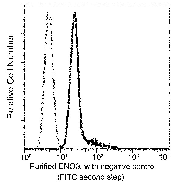 ENO3/beta-enolase Monoclonal Antibody (AN200045P)