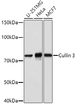 Cullin 3 Polyclonal Antibody (E-AB-93153)
