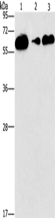 CD27 Polyclonal Antibody (E-AB-14846)