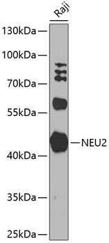 NEU2 Polyclonal Antibody (E-AB-92837)