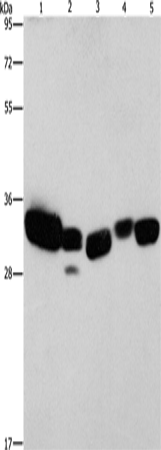 CBR1 Polyclonal Antibody (E-AB-10951)