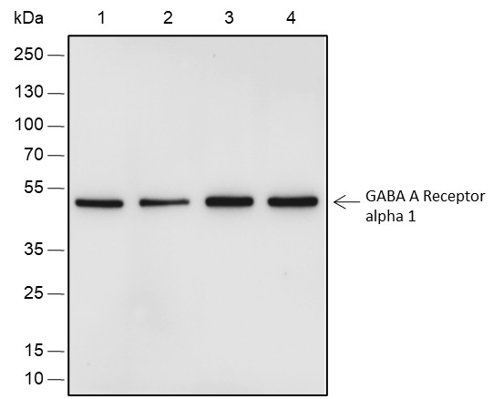 Recombinant GABA A Receptor alpha 1 Monoclonal Antibody (AN301811L)