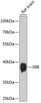 SRR Polyclonal Antibody (E-AB-68017)