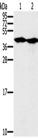 MORF4L1 Polyclonal Antibody (E-AB-13609)