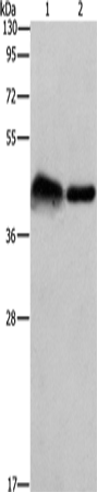 CRELD1 Polyclonal Antibody (E-AB-13166)